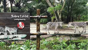  Singapore Zoo